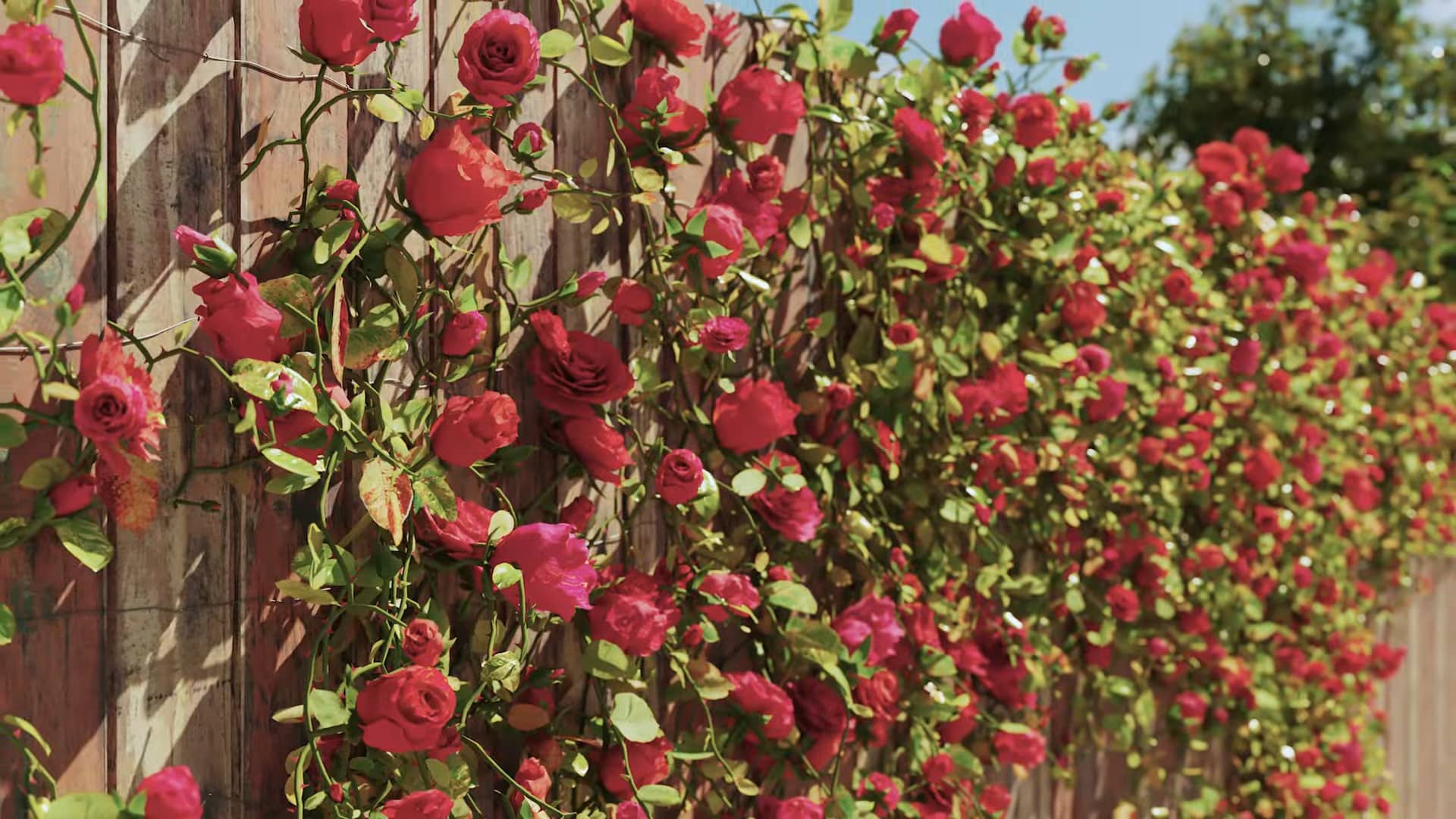 2 forestpack 9 is out now including forestivy a brand new plugin for 3ds max from itoosoft youtube 0032 digital production