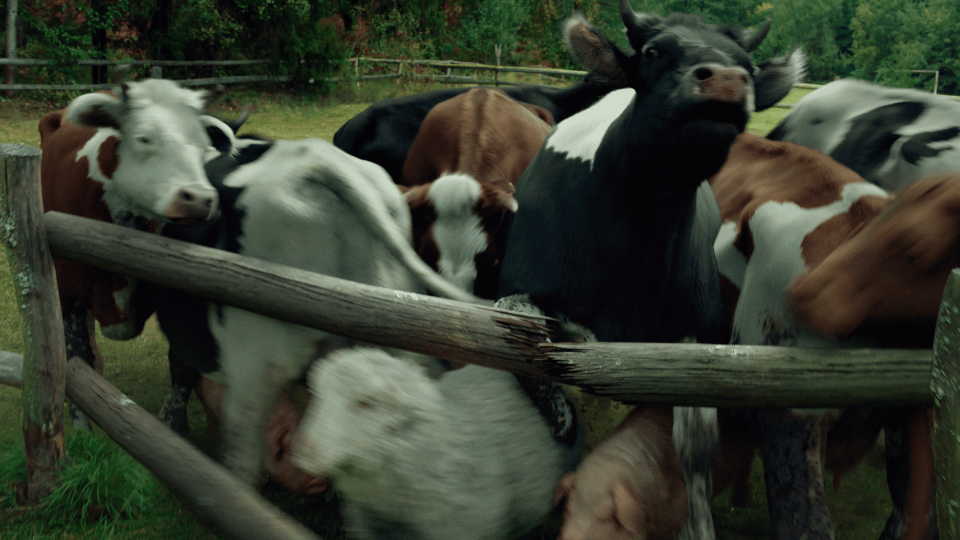 zubrpoplochcleanhd00001605still005 digital production