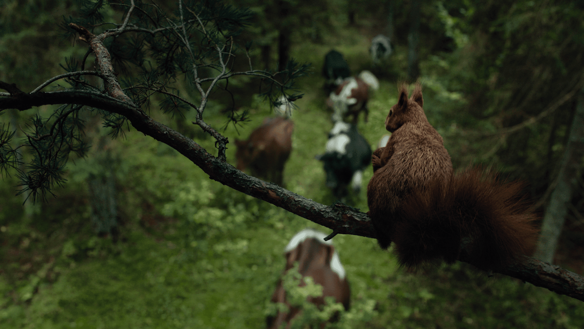 zubrpoplochcleanhd00001715still006 digital production