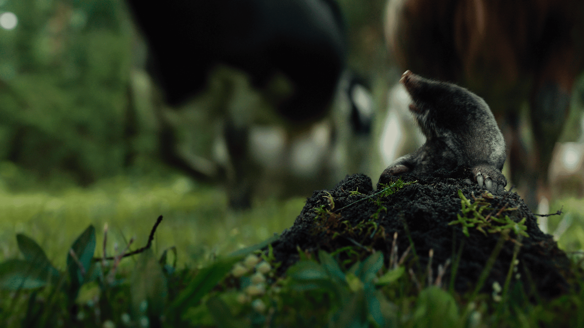 zubrpoplochcleanhd00002014still007 digital production