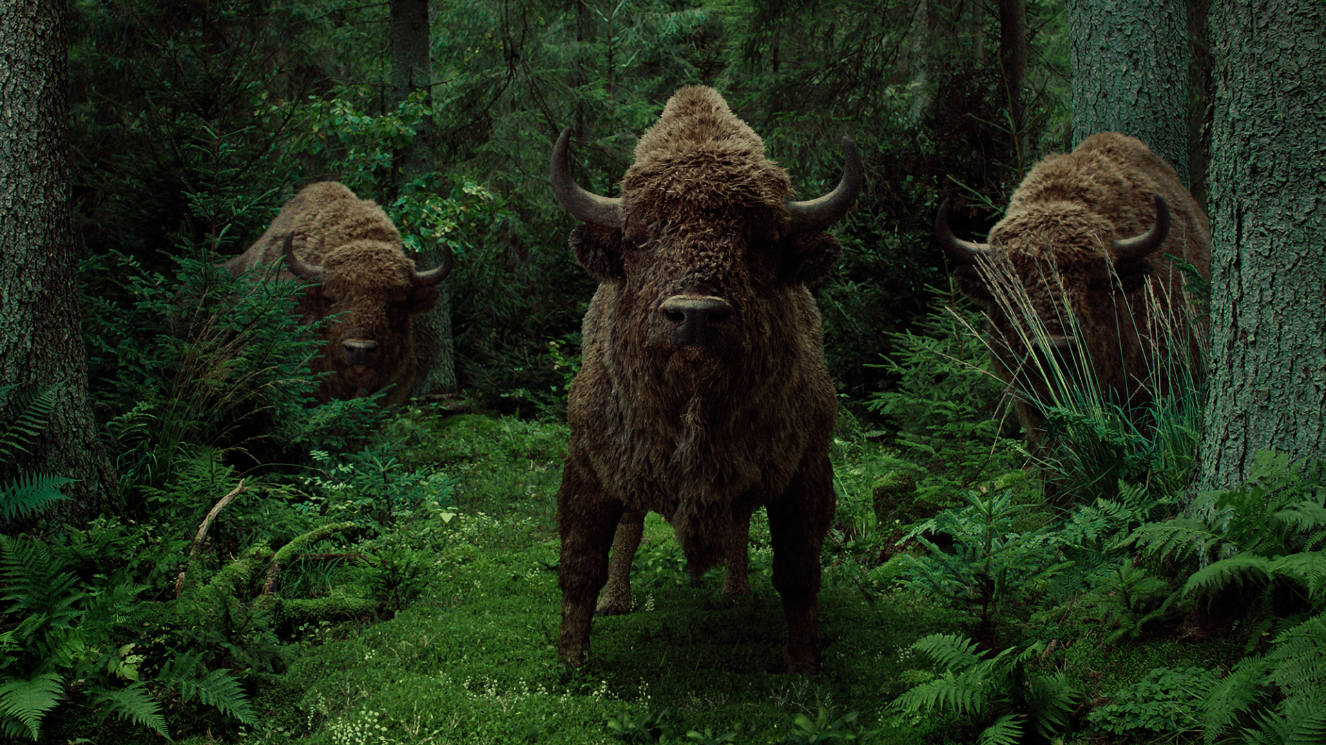 zubrpoplochcleanhd00002517still009 digital production