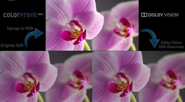 bibc24colorfrontdolbyvisionsdrtohdrpinkflower digital production