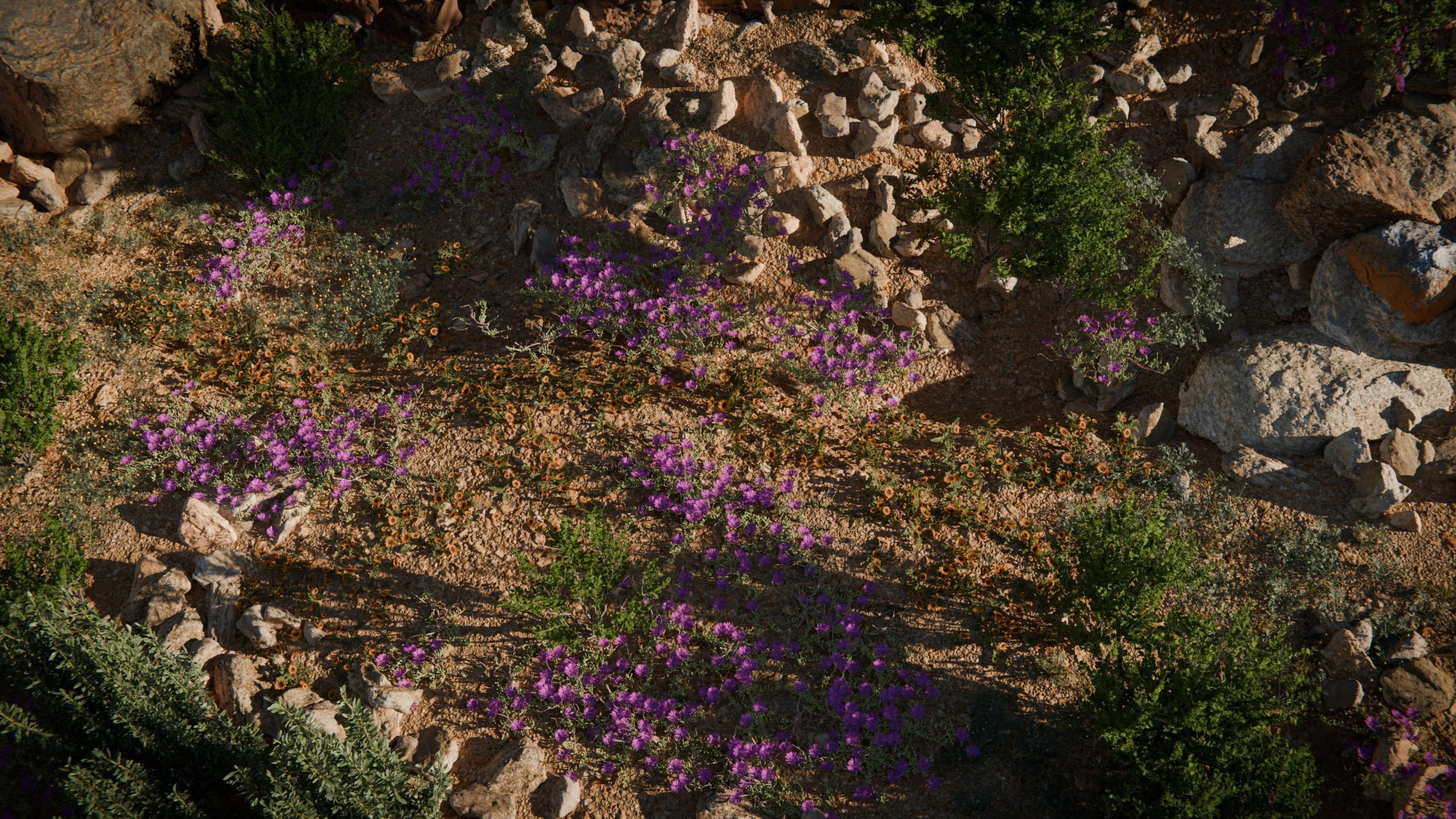 namaqualand00101scaled digital production