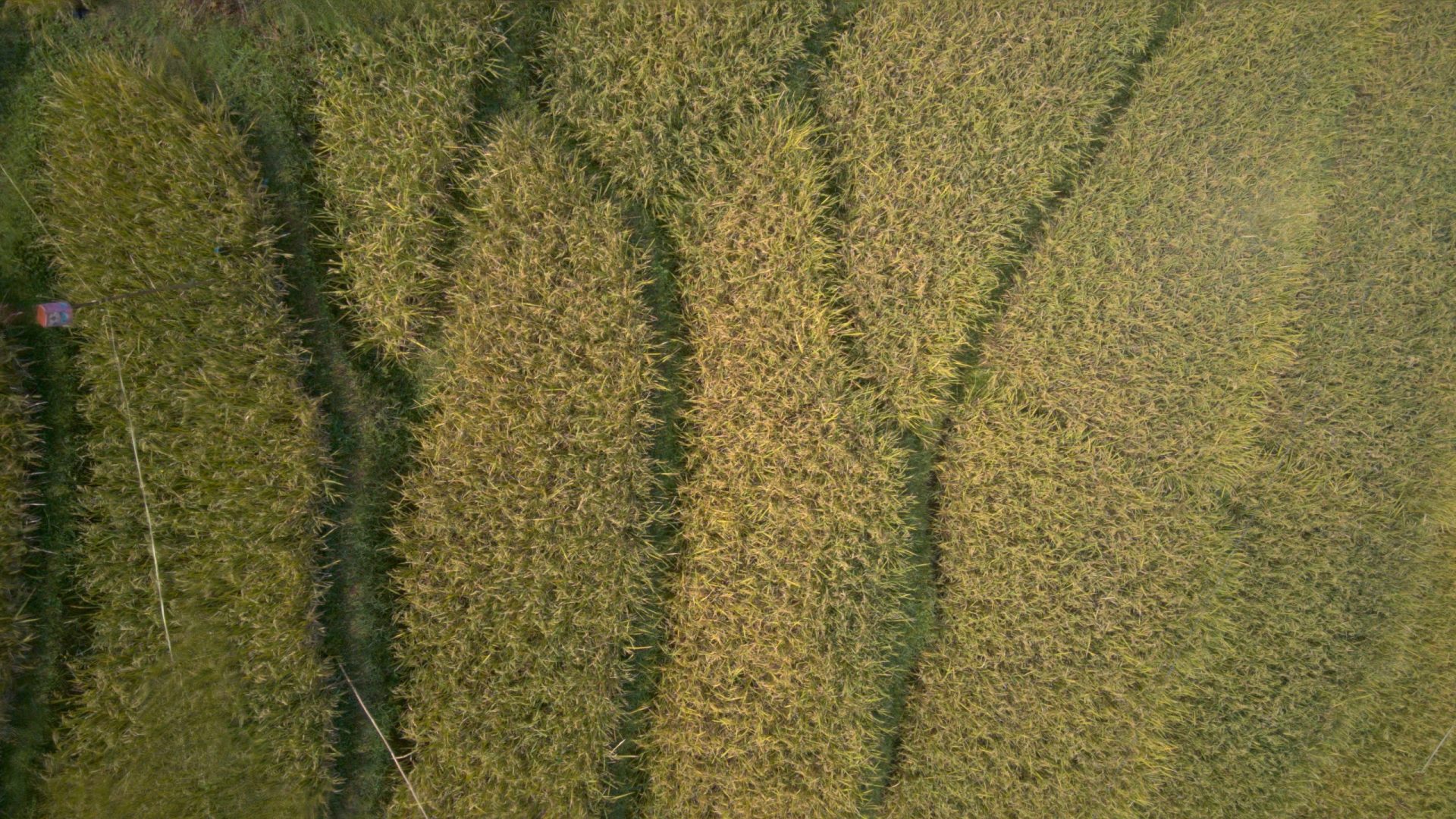 aerial view of terraced rice fields featuring rows of golden and green rice plants arranged in curving patterns the landscape showcases the lush agricultural scenery with a patch of bright blue in the corner digital production Aerial view of terraced rice fields featuring rows of golden and green rice plants arranged in curving patterns. The landscape showcases the lush agricultural scenery with a patch of bright blue in the corner.