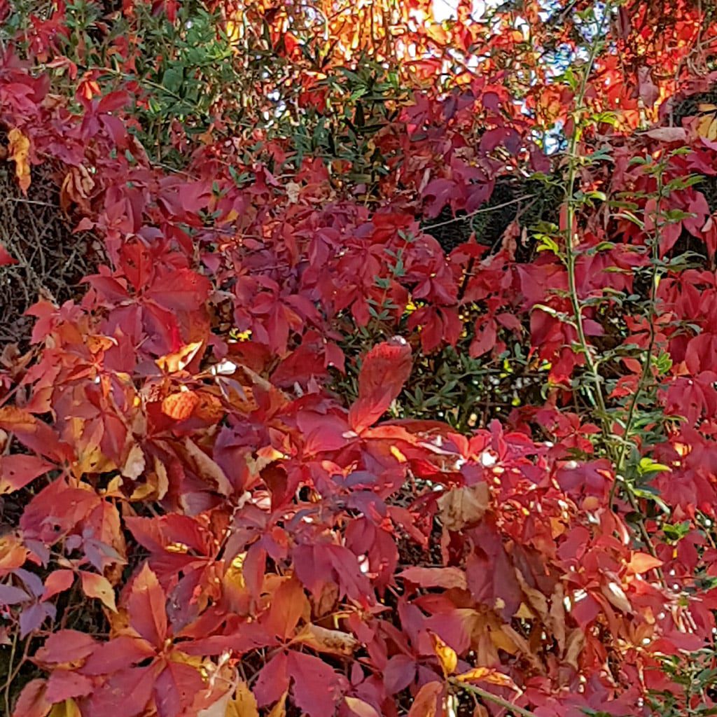 a closeup view of vibrant red and orange leaves covering a plant in autumn the foliage is lush with some green leaves visible among the colorful ones digital production A close-up view of vibrant red and orange leaves covering a plant in autumn. The foliage is lush, with some green leaves visible among the colorful ones.