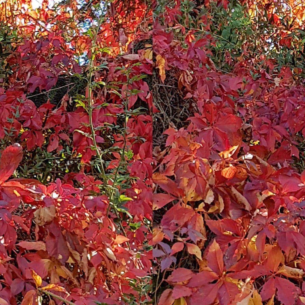 closeup of vibrant red and orange leaves on a vinecovered tree during autumn the leaves show various shades of red indicating seasonal change digital production Close-up of vibrant red and orange leaves on a vine-covered tree during autumn. The leaves show various shades of red, indicating seasonal change.