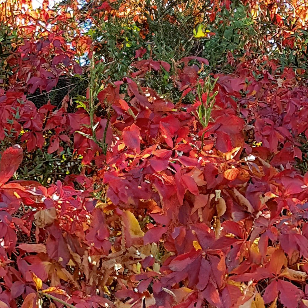 a dense cluster of red foliage with a few green leaves visible the vibrant red leaves indicate autumn season blending with hints of yellow and green among the branches digital production A dense cluster of red foliage with a few green leaves visible. The vibrant red leaves indicate autumn season, blending with hints of yellow and green among the branches.