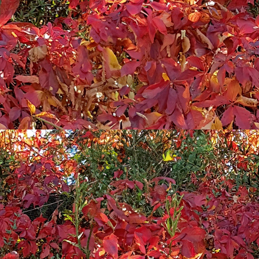 a dense arrangement of red foliage displaying various shades of red and orange with some green leaves visible among them the image showcases the vibrant colors of autumn leaves in a natural setting digital production A dense arrangement of red foliage displaying various shades of red and orange, with some green leaves visible among them. The image showcases the vibrant colors of autumn leaves in a natural setting.