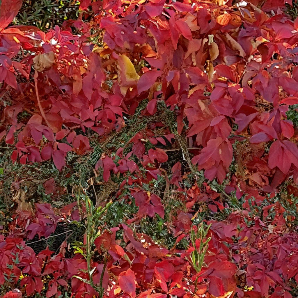 a closeup view of vibrant red leaves intertwined with green foliage showcasing the beauty of autumn colors in a garden setting digital production A close-up view of vibrant red leaves intertwined with green foliage, showcasing the beauty of autumn colors in a garden setting.