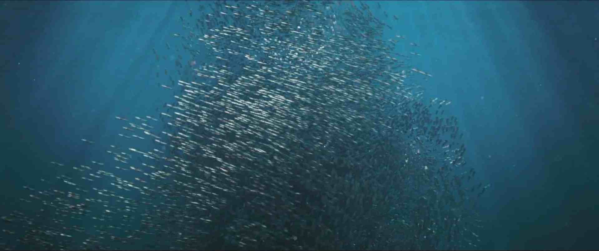 a large school of small fish swimming together in a dense formation underwater with sunlight filtering through the waters surface creating shimmering patterns digital production A large school of small fish swimming together in a dense formation underwater, with sunlight filtering through the water's surface, creating shimmering patterns.