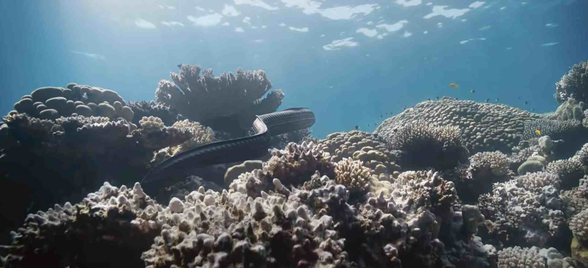 an underwater scene showcasing a darkcolored eel swimming over a vibrant coral reef populated with various coral formations and small fish swimming nearby digital production An underwater scene showcasing a dark-colored eel swimming over a vibrant coral reef populated with various coral formations and small fish swimming nearby.