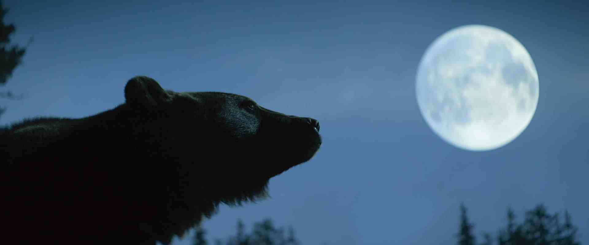 a bear silhouette looking upwards towards a bright full moon in a twilight sky surrounded by dark trees in the background digital production A bear silhouette looking upwards towards a bright full moon in a twilight sky, surrounded by dark trees in the background.
