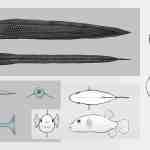 illustrations of various fish species including a pufferfish a ribbonfish and other marine fish showcased in different views and angles on a neutral background digital production Illustrations of various fish species, including a pufferfish, a ribbonfish, and other marine fish, showcased in different views and angles on a neutral background.
