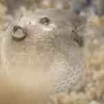 a closeup of a pufferfish with a textured skin pattern surrounded by soft coral in an underwater environment digital production A close-up of a pufferfish with a textured skin pattern, surrounded by soft coral in an underwater environment.