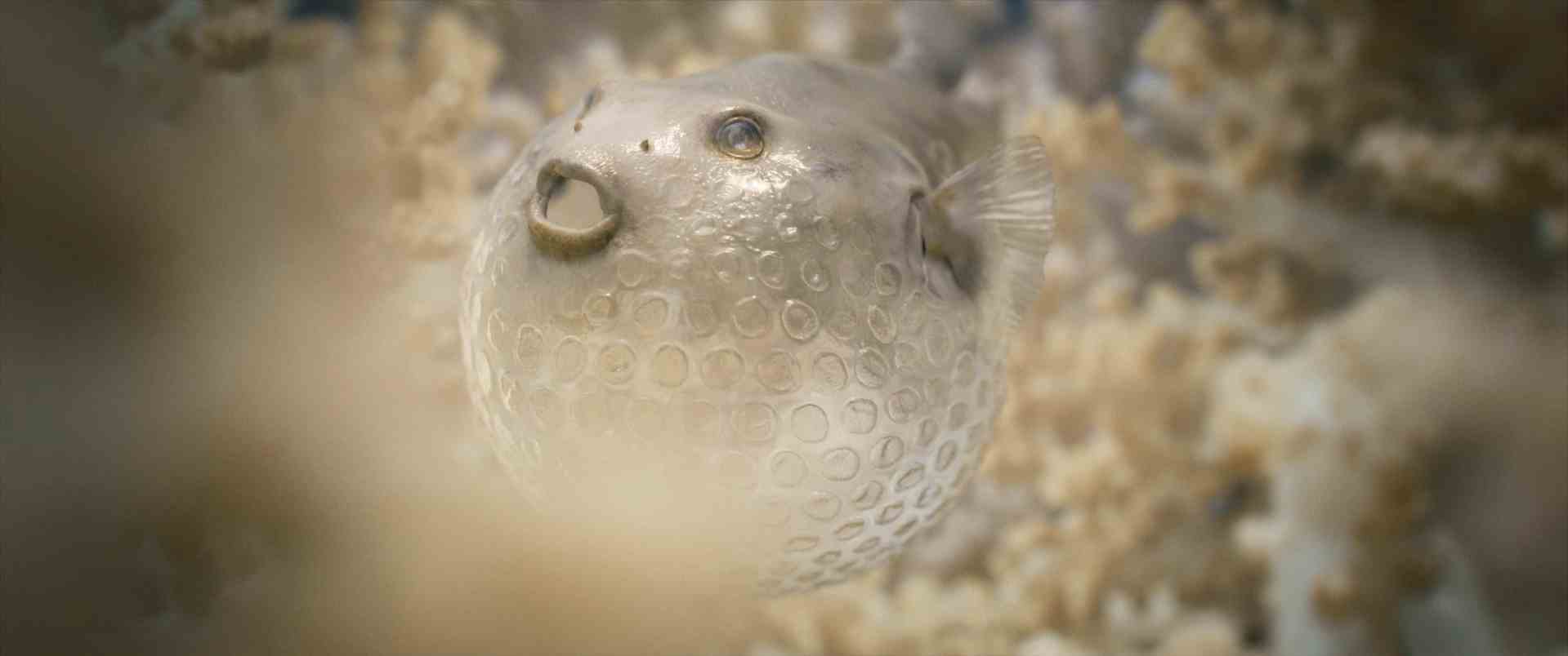 a closeup of a pufferfish with a textured skin pattern surrounded by soft coral in an underwater environment digital production A close-up of a pufferfish with a textured skin pattern, surrounded by soft coral in an underwater environment.