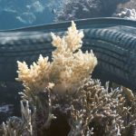 a large elongated fish swimming among vibrant coral in a clear ocean environment the fish has a dark scaled body and prominent fins showcasing a natural underwater habitat digital production A large, elongated fish swimming among vibrant coral in a clear ocean environment. The fish has a dark, scaled body and prominent fins, showcasing a natural underwater habitat.