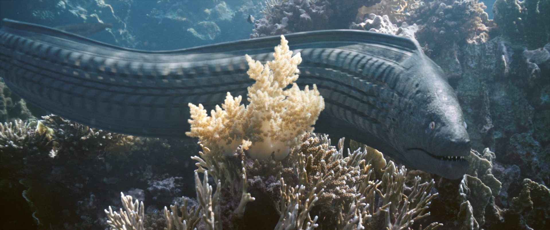 a large elongated fish swimming among vibrant coral in a clear ocean environment the fish has a dark scaled body and prominent fins showcasing a natural underwater habitat digital production A large, elongated fish swimming among vibrant coral in a clear ocean environment. The fish has a dark, scaled body and prominent fins, showcasing a natural underwater habitat.