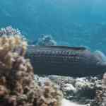 a moray eel swimming among coral reefs in clear blue water showcasing the vibrant underwater ecosystem digital production A moray eel swimming among coral reefs in clear blue water, showcasing the vibrant underwater ecosystem.