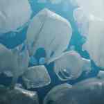 a closeup view of jellyfish floating underwater with a blue background the translucent bodies are illuminated showing details of their shape and texture bubbles are visible around them enhancing the underwater scene digital production A close-up view of jellyfish floating underwater with a blue background. The translucent bodies are illuminated, showing details of their shape and texture. Bubbles are visible around them, enhancing the underwater scene.