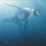 three plastic bottles floating underwater with soft sunlight filtering through the surface the scene highlights water pollution and its impact on marine environments digital production Three plastic bottles floating underwater with soft sunlight filtering through the surface. The scene highlights water pollution and its impact on marine environments.