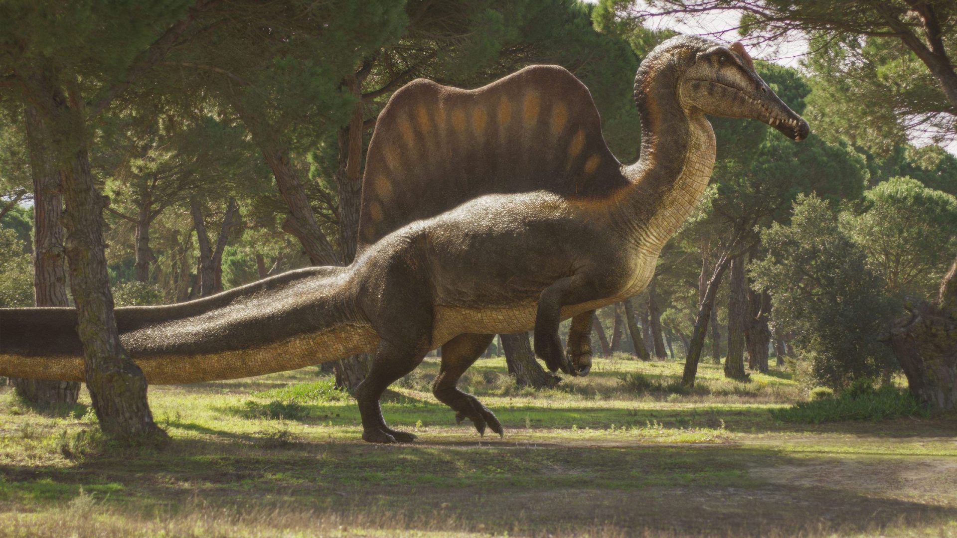a spinosaurus standing on two legs in a sunlit forest surrounded by tall trees its distinctive saillike ridge runs along its back and it appears to be in motion showcasing its powerful limbs and elongated snout digital production A Spinosaurus standing on two legs in a sunlit forest, surrounded by tall trees. Its distinctive sail-like ridge runs along its back, and it appears to be in motion, showcasing its powerful limbs and elongated snout.