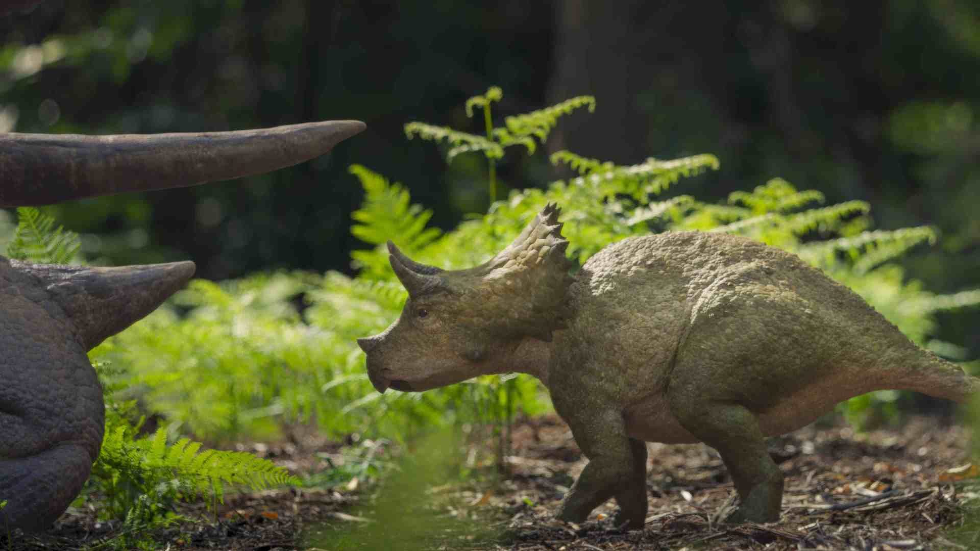 a small dinosaur with a rounded body and three facial horns stands next to a larger dinosaur both set against a lush green background with ferns and leaves the larger dinosaur has a prominent curved horn and textured skin creating a prehistoric scene in a shaded forest environment digital production A small dinosaur with a rounded body and three facial horns stands next to a larger dinosaur, both set against a lush green background with ferns and leaves. The larger dinosaur has a prominent curved horn and textured skin, creating a prehistoric scene in a shaded forest environment.