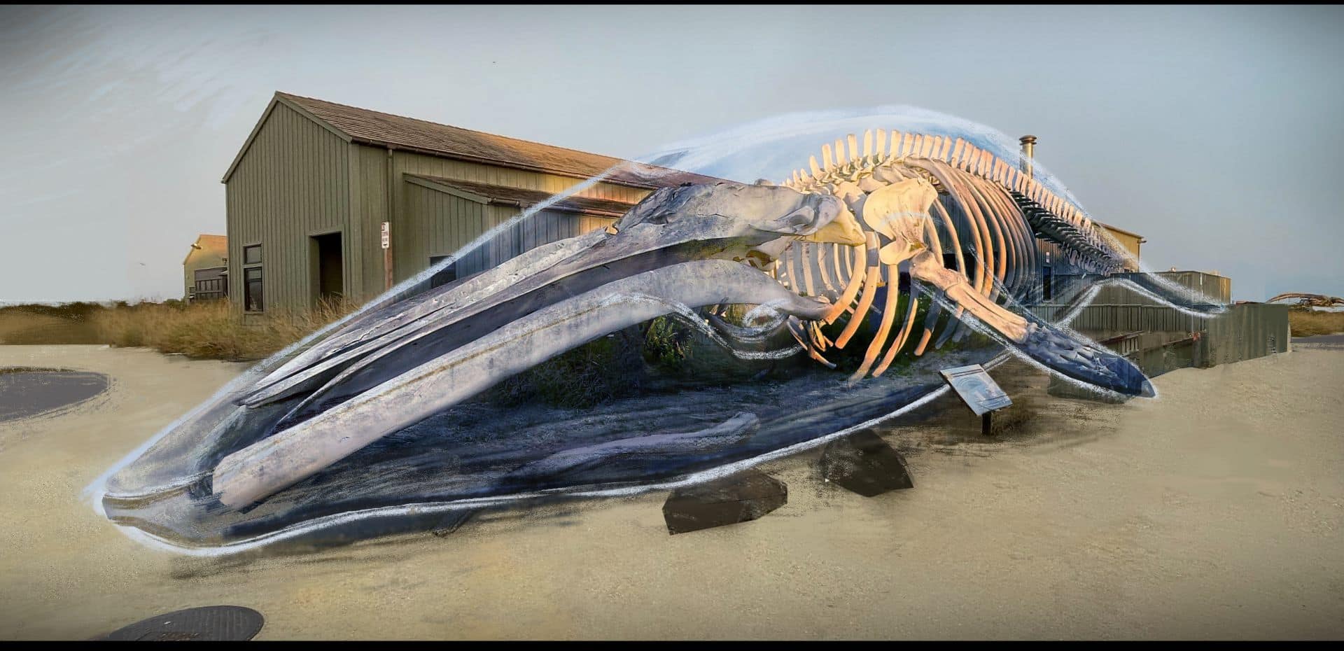 a large translucent blue whale skeleton displayed near a green building on a sandy surface showcasing both the external and internal structures of the whale in a captivating manner the background features an open landscape with sparse vegetation digital production A large, translucent blue whale skeleton displayed near a green building on a sandy surface, showcasing both the external and internal structures of the whale in a captivating manner. The background features an open landscape with sparse vegetation.