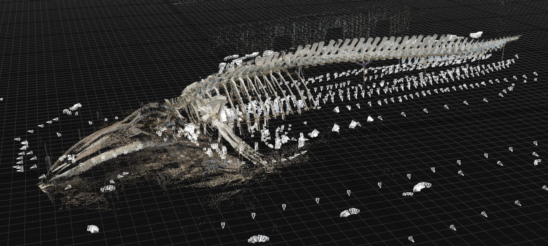 3d model of a whale skeleton displayed on a digital grid showcasing its intricate bone structure and surrounding points of reference for context digital production 3D model of a whale skeleton displayed on a digital grid, showcasing its intricate bone structure and surrounding points of reference for context.