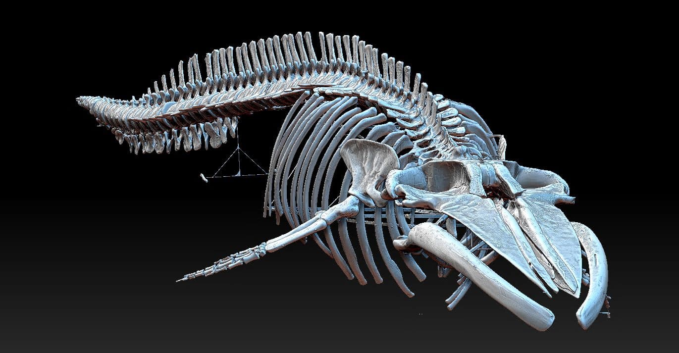 a large whale skeleton displayed against a black background showcasing its intricate ribcage and elongated vertebrae the skull is prominent revealing distinct features like the baleen plates and large jaw the skeleton is suspended to emphasize its majestic size digital production A large whale skeleton displayed against a black background, showcasing its intricate ribcage and elongated vertebrae. The skull is prominent, revealing distinct features like the baleen plates and large jaw. The skeleton is suspended to emphasize its majestic size.