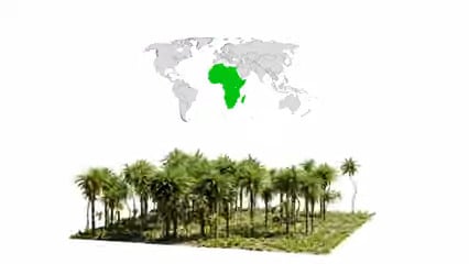 a world map highlighting africa in green shown above a dense cluster of palm trees on a grassy area digital production A world map highlighting Africa in green shown above a dense cluster of palm trees on a grassy area.