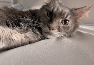 A gray cat lying on a light-colored surface, looking directly at the camera. The cat's fur is fluffy, and its whiskers are prominent, creating a relaxed pose.