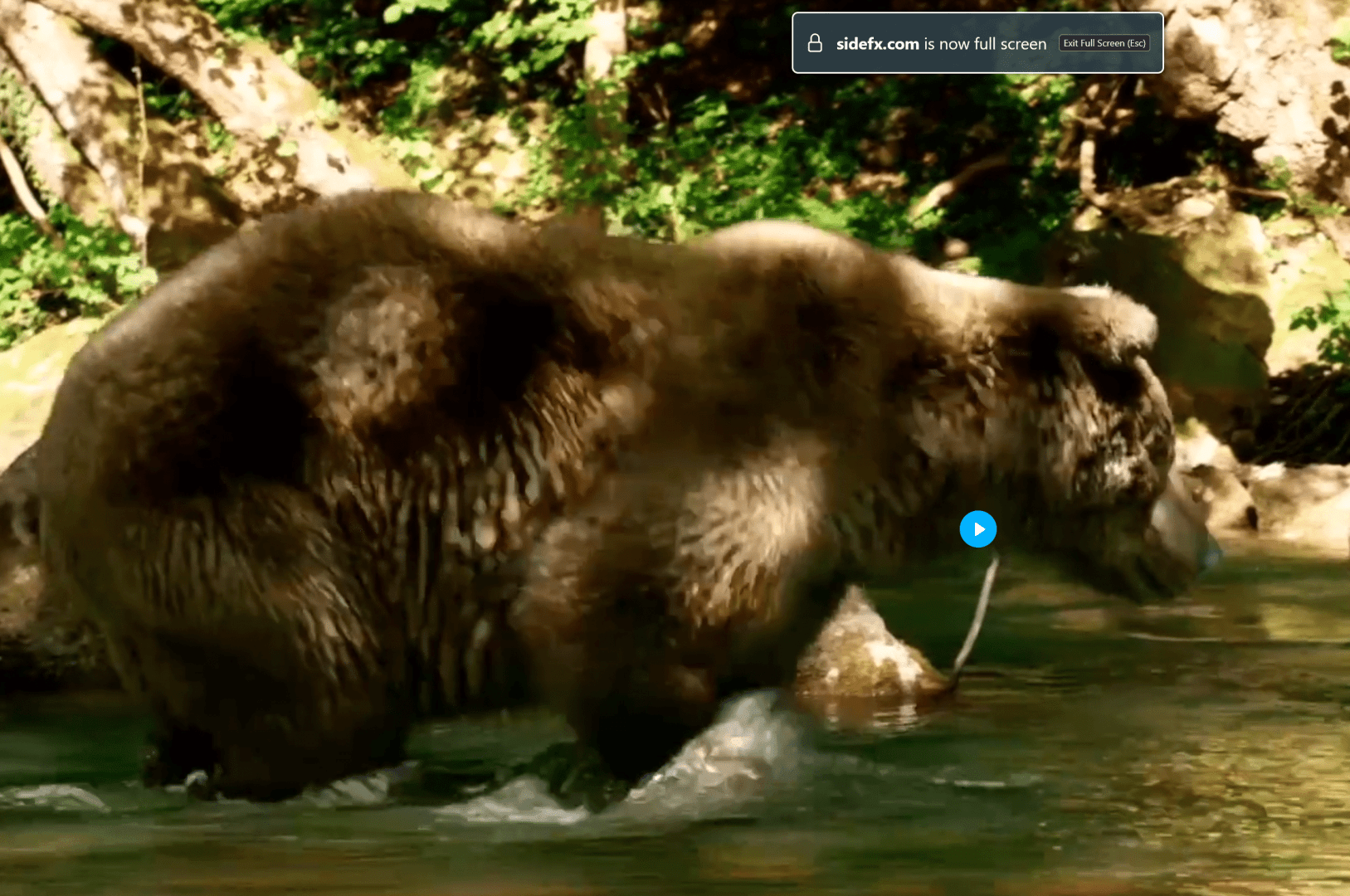 a large brown bear wading through a clear stream surrounded by lush greenery with sunlight filtering through the trees digital production A large brown bear wading through a clear stream, surrounded by lush greenery, with sunlight filtering through the trees.