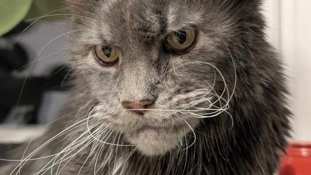 A close-up of a gray cat with striking yellow eyes and long, prominent whiskers. The cat's fur appears slightly unkempt, and it is sitting in a bright environment with a blurred background of green plants.