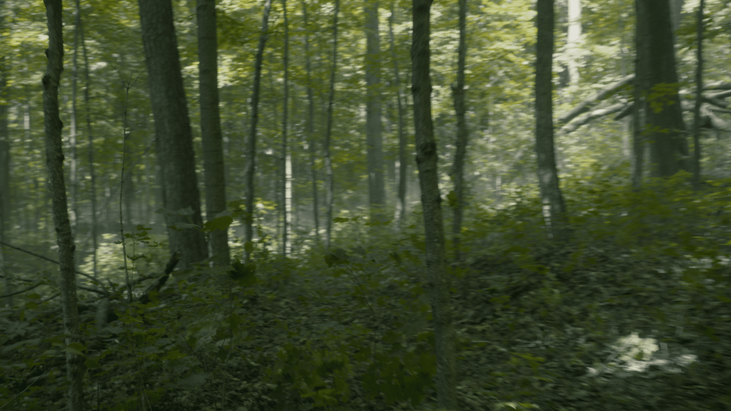 a serene forest scene featuring tall trees with lush green leaves bathed in soft light the ground is covered with underbrush and a gentle mist can be seen weaving through the trunks creating an ethereal atmosphere digital production A serene forest scene featuring tall trees with lush green leaves, bathed in soft light. The ground is covered with underbrush, and a gentle mist can be seen weaving through the trunks, creating an ethereal atmosphere.