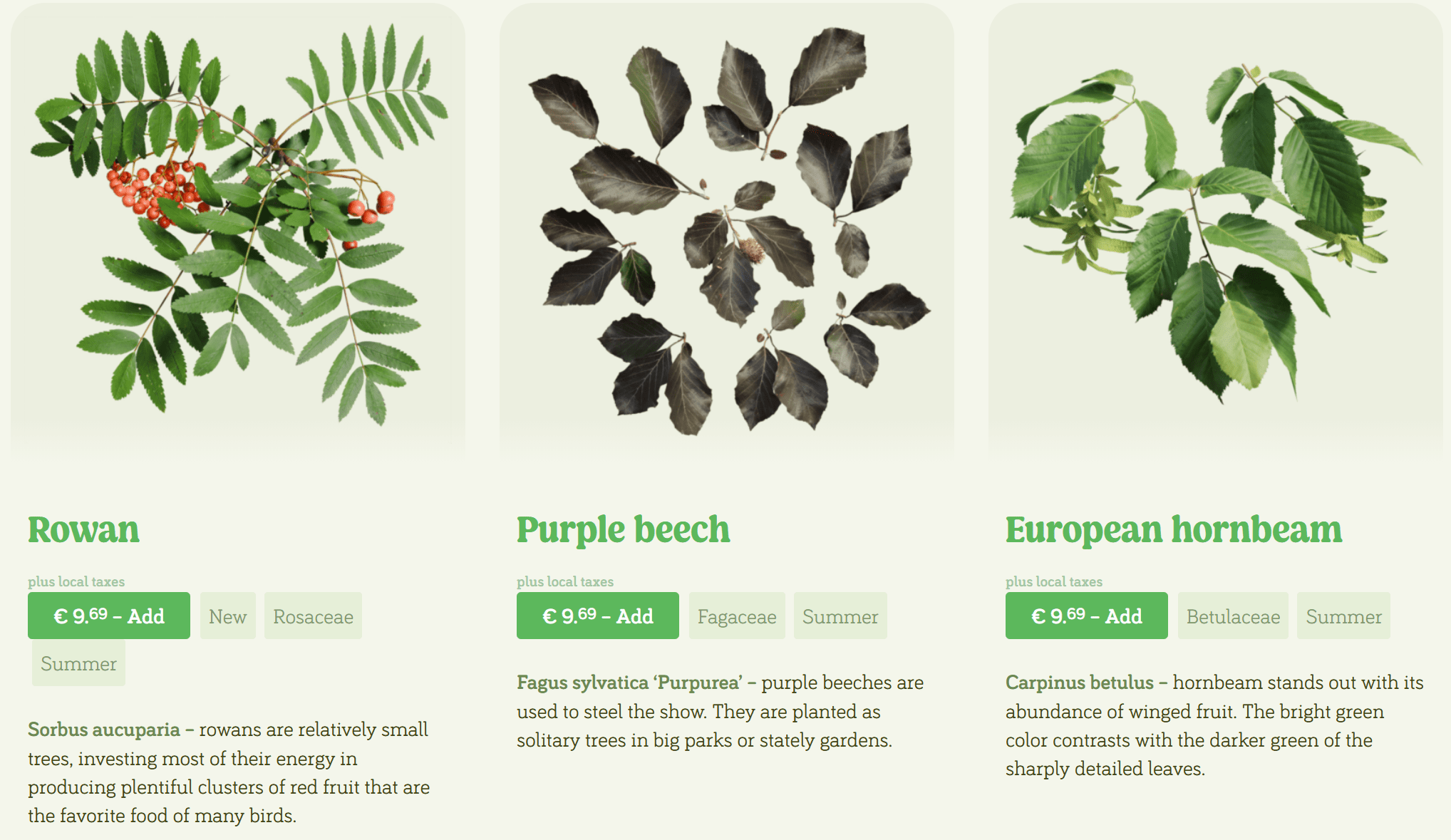 three botanical illustrations feature leaves from different trees left rowan with red berries center purple beech showcasing solitary leaves right european hornbeam with dark green foliage each section includes tree names and seasonal information digital production Three botanical illustrations feature leaves from different trees: left, rowan with red berries; center, purple beech showcasing solitary leaves; right, European hornbeam with dark green foliage. Each section includes tree names and seasonal information.