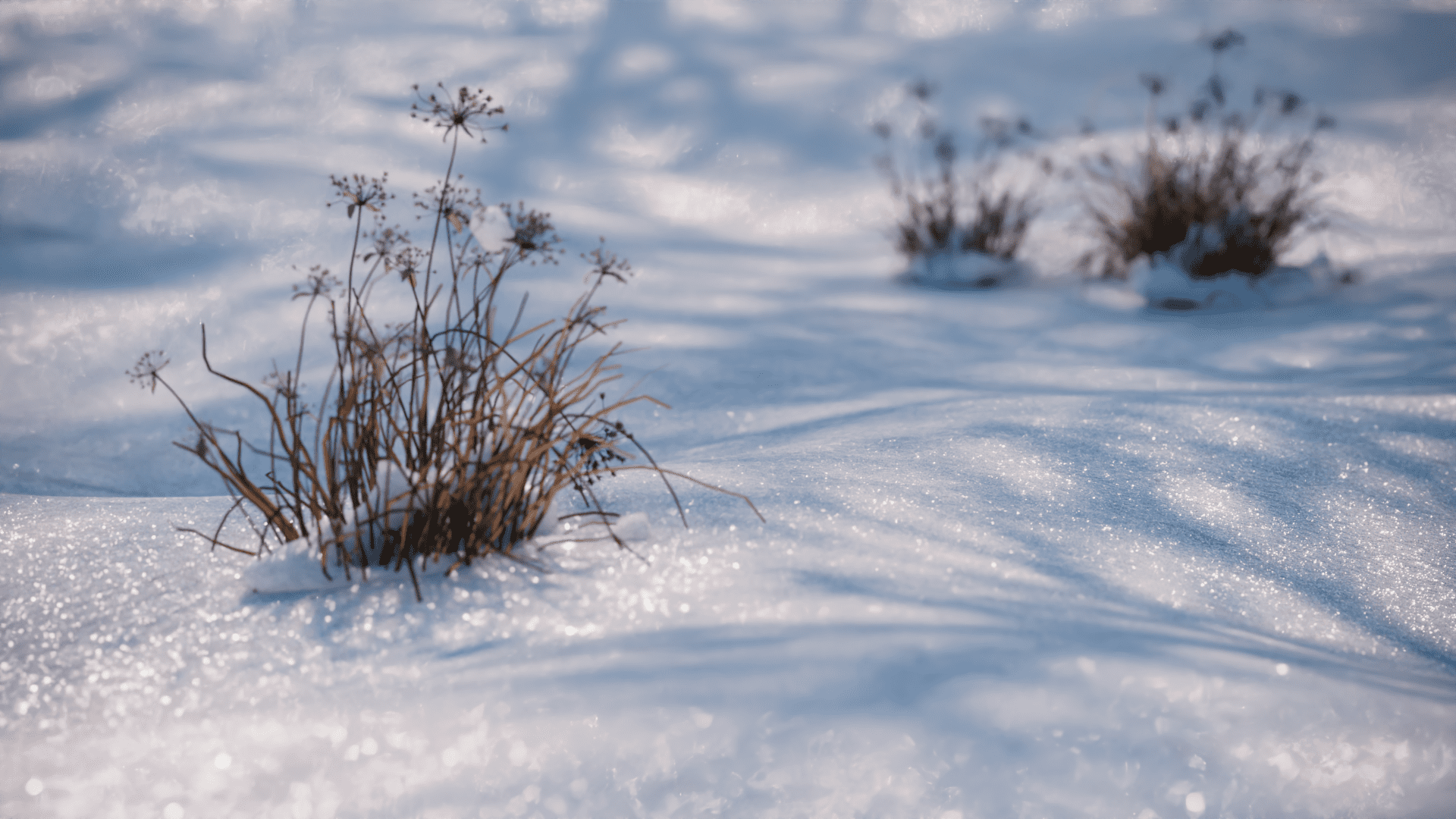 a delicate cluster of dried grass and wildflowers peeking through a soft blanket of pristine snow glistening under the sunlight the snow sparkles with tiny crystals creating a serene winter landscape with gentle shadows dancing across the white surface digital production A delicate cluster of dried grass and wildflowers peeking through a soft blanket of pristine snow, glistening under the sunlight. The snow sparkles with tiny crystals, creating a serene winter landscape, with gentle shadows dancing across the white surface.