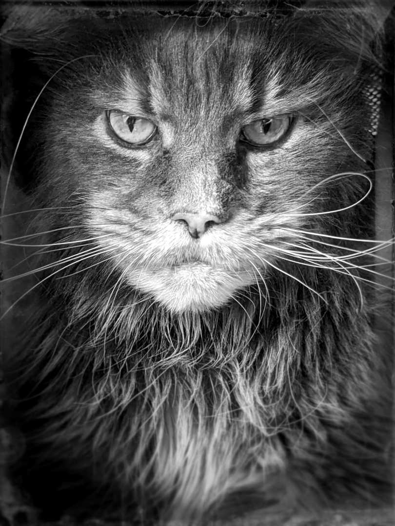 a striking closeup of a maine coon cat in black and white showcasing its rich dark fur with distinctive lighter stripes the cats sharp gaze is accentuated by long graceful whiskers and a thick mane that adds depth and detail to the dramatic composition digital production A striking close-up of a Maine Coon cat in black and white, showcasing its rich, dark fur with distinctive lighter stripes. The cat's sharp gaze is accentuated by long, graceful whiskers and a thick mane, that adds depth and detail to the dramatic composition.