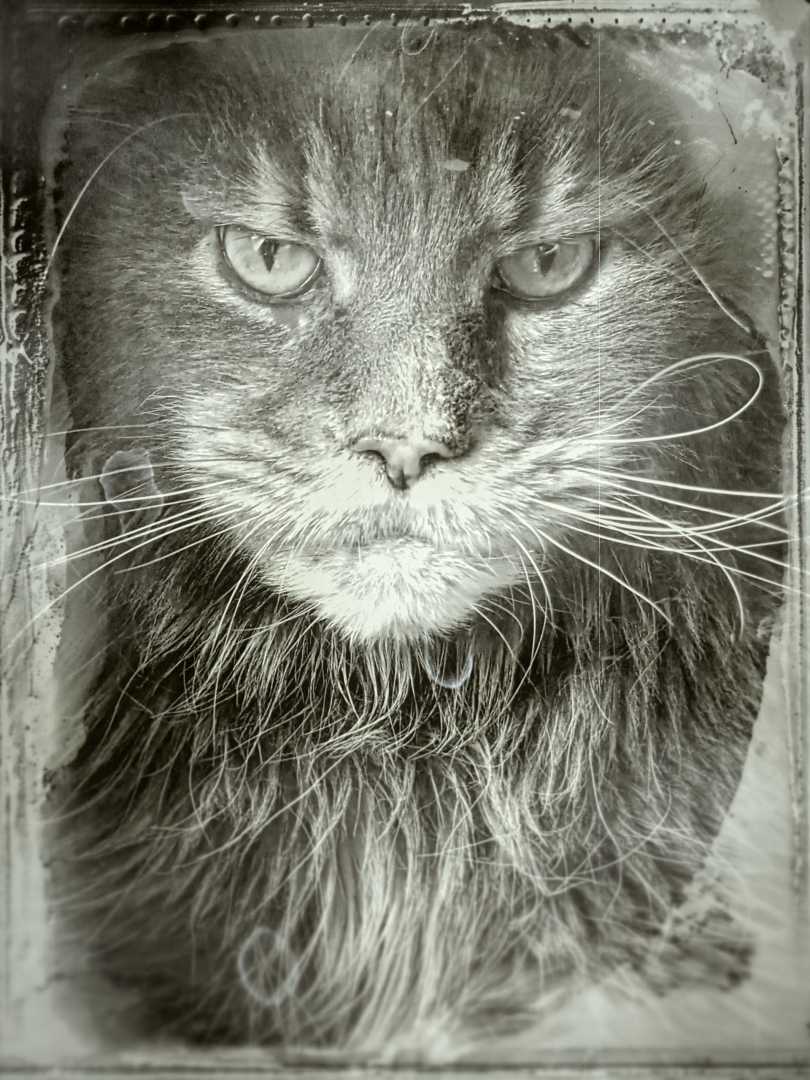 a closeup portrait of a majestic longhaired cat captured in a vintage monochrome style the cats intense gaze accentuated by striking whiskers and a thick mane conveys a sense of nobility soft light creates gentle shadows highlighting the texture of its fur digital production A close-up portrait of a majestic long-haired cat, captured in a vintage monochrome style. The cat's intense gaze, accentuated by striking whiskers and a thick mane, conveys a sense of nobility. Soft light creates gentle shadows, highlighting the texture of its fur.